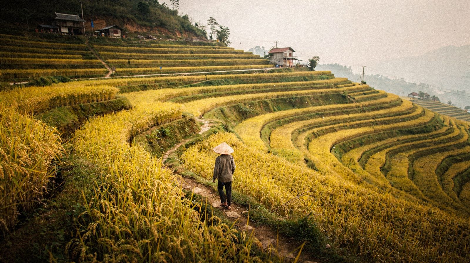 Rice Terrace Seasons in Northern Vietnam: Planting or Harvest?