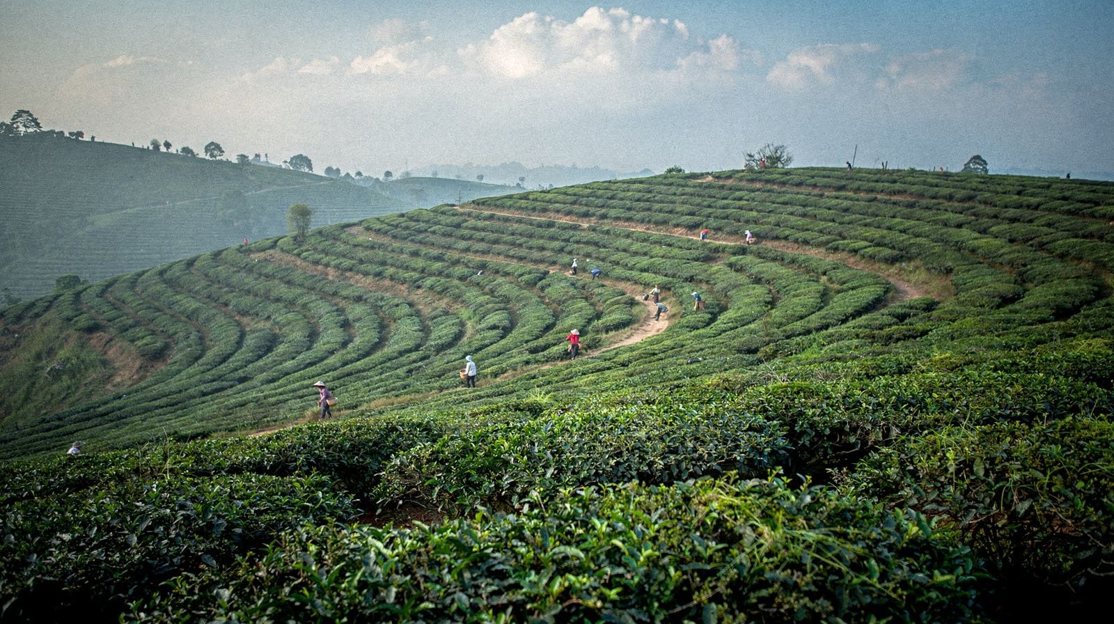 Moc Chau: Tea Hills and a Blossom Season That Shifts Every Year