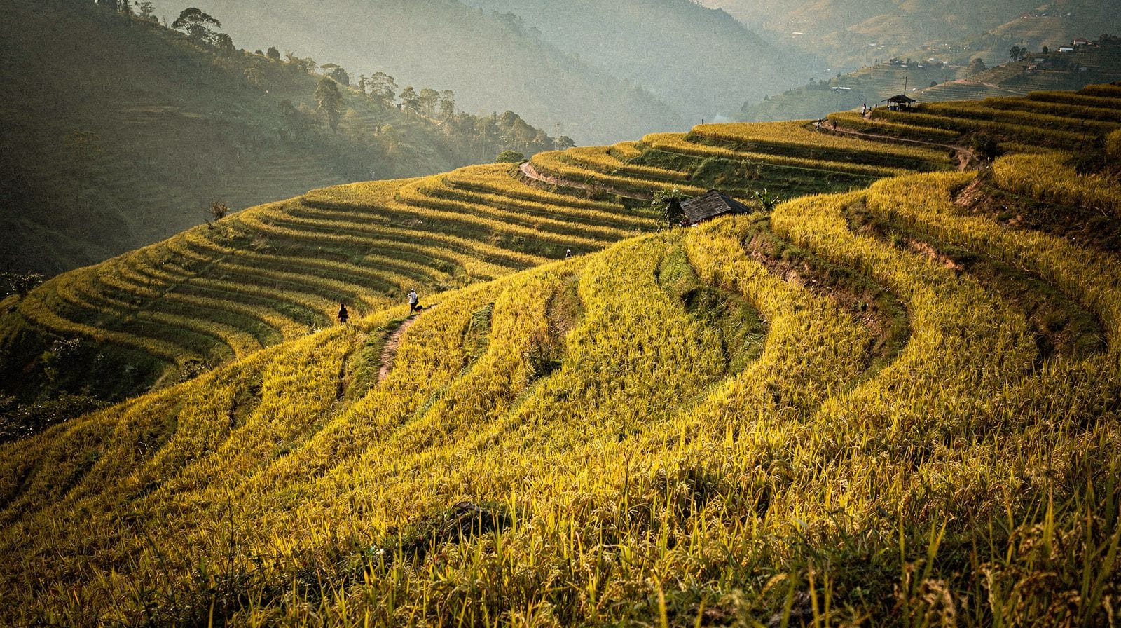 Mu Cang Chai