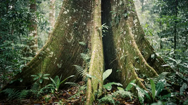 Cuc Phuong National Park and Its Primate Rescue Center