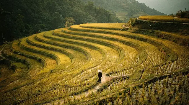 Walking the Terraces of Mu Cang Chai